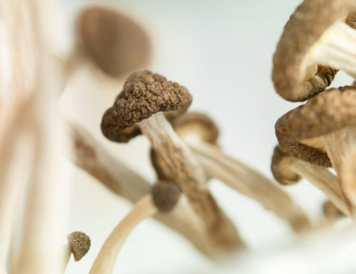 Psilocybinové houby stimulují růst nových mozkových buněk